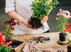 A person holding a plant in their hands.