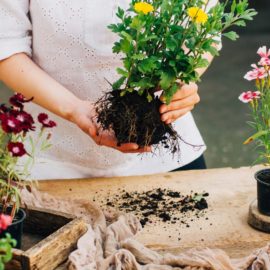 A person holding a plant in their hands.