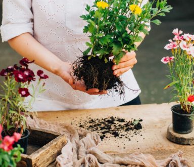 A person holding a plant in their hands.
