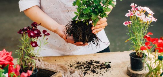 A person holding a plant in their hands.