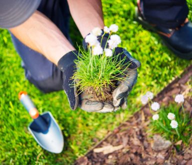 A person holding a plant in their hand.