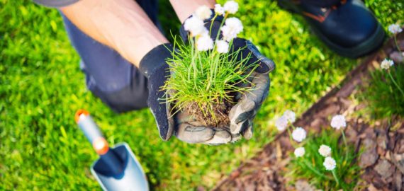 A person holding a plant in their hand.