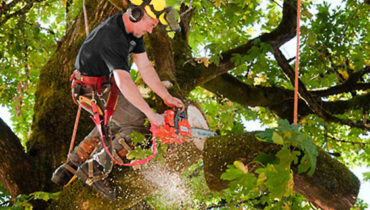 Tree trimming service